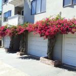 Colorful Plantings in Marin Image 16