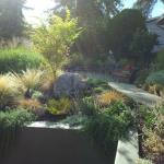 Colorful Plantings in Marin Image 28