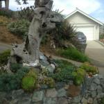 Deer Resistant Plantings in Marin Image 21