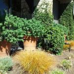 Deer Resistant Plantings in Marin Image 25