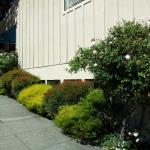 Deer Resistant Plantings in Marin Image 27