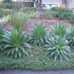 Deer Resistant Plantings in Marin Image 30