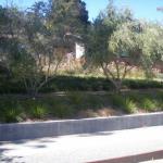 Deer Resistant Plantings in Marin Image 38