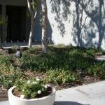 Deer Resistant Plantings in Marin Image 42