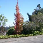 Deer Resistant Plantings in Marin Image 53