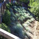 Deer Resistant Plantings in Marin Image 48