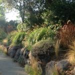 Deer Resistant Plantings in Marin Image 4