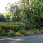 Deer Resistant Plantings in Marin Image 6