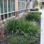 Deer Resistant Plantings in Marin Image 9