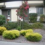 Deer Resistant Plantings in Marin Image 15