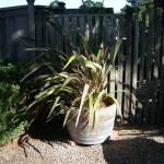 Planters and Pots in Marin Image 12